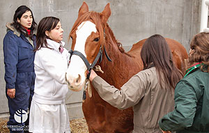 Medicina Veterinaria de la UC Temuco obtiene doble acreditación educacional.