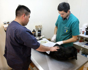 Escuela de Medicina Veterinaria de la UC Temuco se encarga de prevenir la rabia en la región