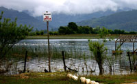 Académicos de Ciencias Ambientales monitorean cisnes de cuello negro