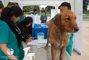 Medicina Veterinaria conmemoró Día mundial de la Rabia con masivo operativo