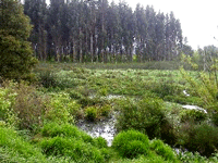 Docente UCT en Congreso Mundial sobre Conservación Ambiental