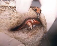 Salud Dental De Las Mascotas