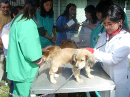 Operativo realizado por la Escuela de Medicina Veterinaria