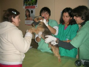 Estudiantes de Medicina Veterinaria ayudan a la comunidad