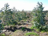 Profesionales del Área Forestal se Capacitan en la UCT