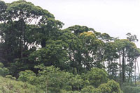 Establecimiento de Plantaciones Forestales